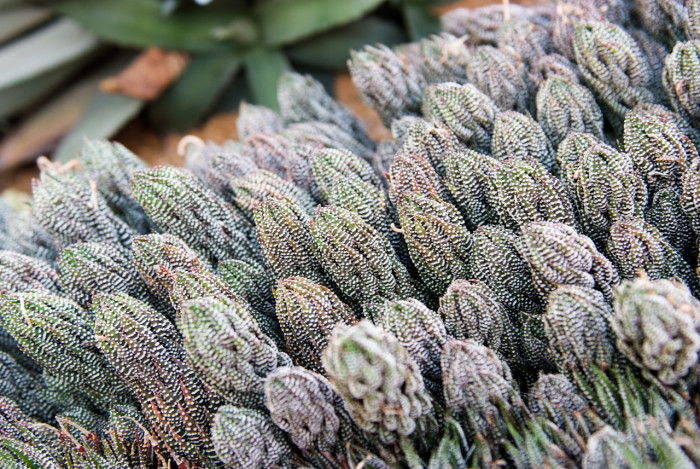 십이지권 - Haworthia fasciata (Willd) Haw.