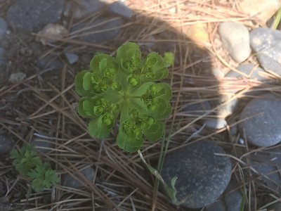 등대풀 사진 - Euphorbia helioscopia L. Photos