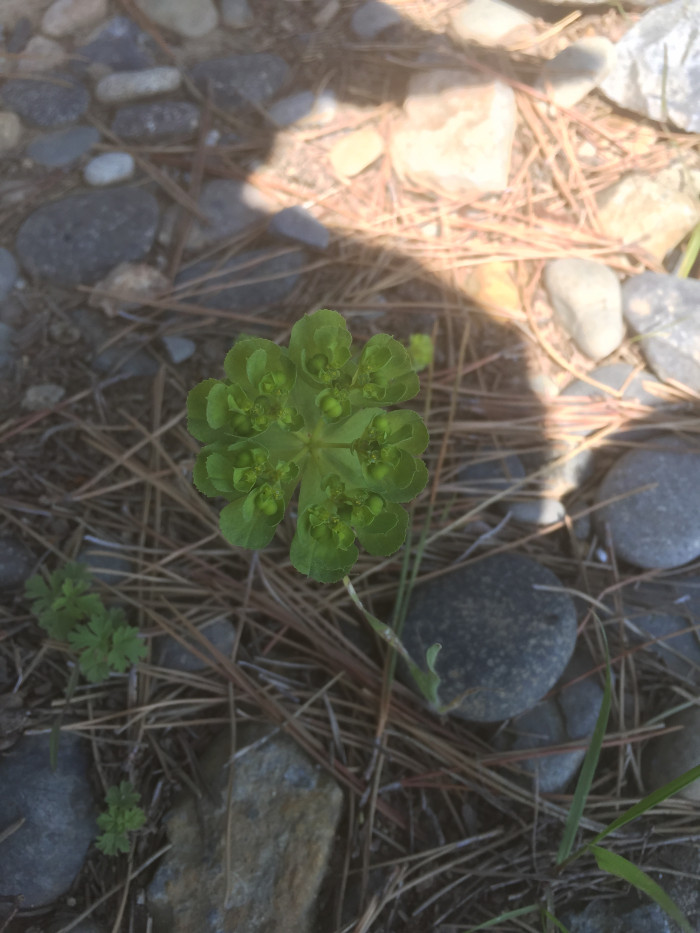 등대풀 - Euphorbia helioscopia L.