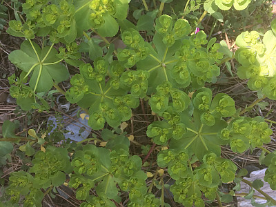 등대풀 사진 - Euphorbia helioscopia L. Photos