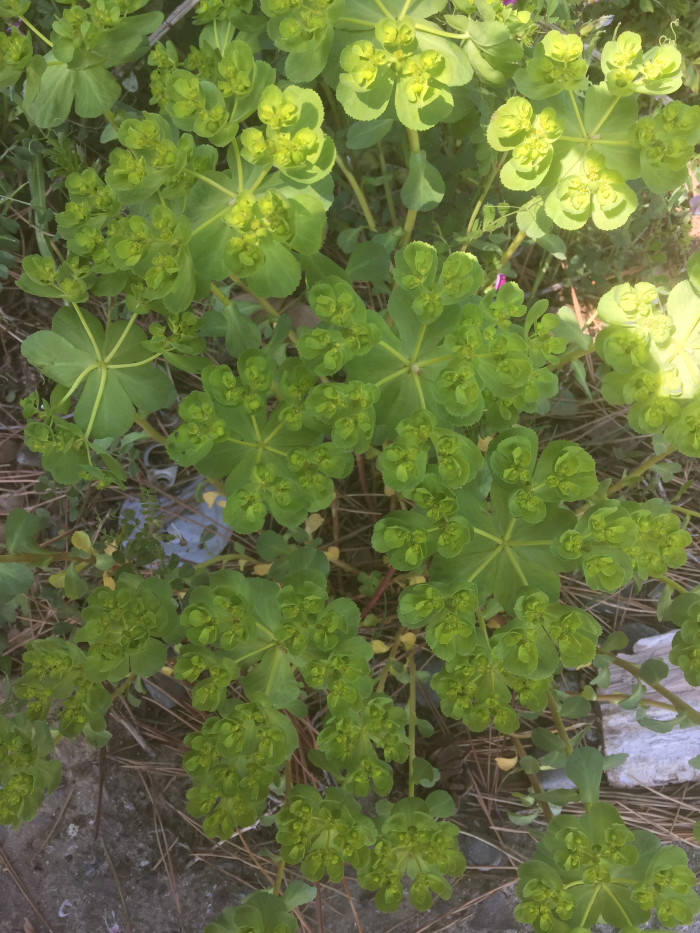 등대풀 - Euphorbia helioscopia L.