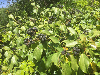 송악 사진 - Hedera rhombea (Miq.) Bean Photos