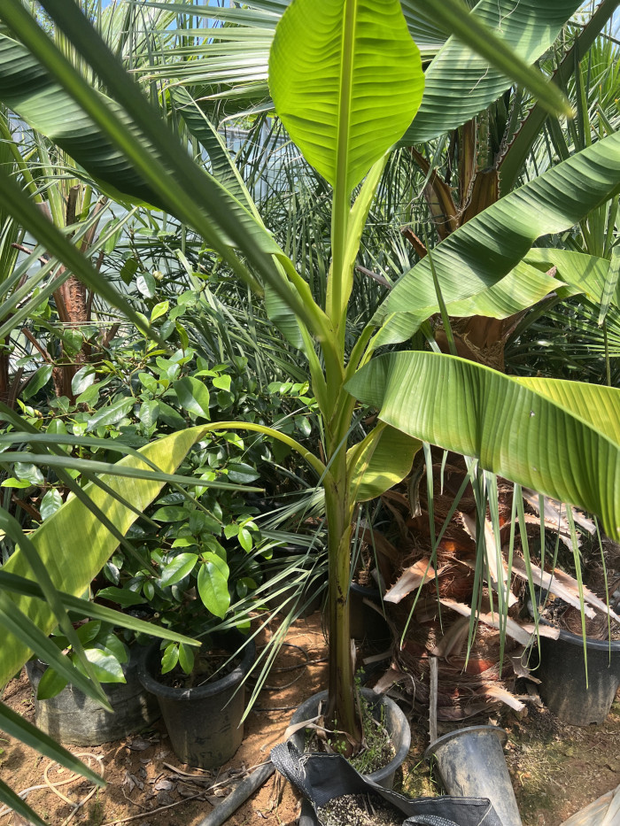 파초 - Japanese banana, Japanese fibre banana, hardy banana