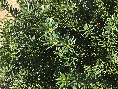 주목 사진 - Taxus cuspidata Siebold & Zucc. Photos