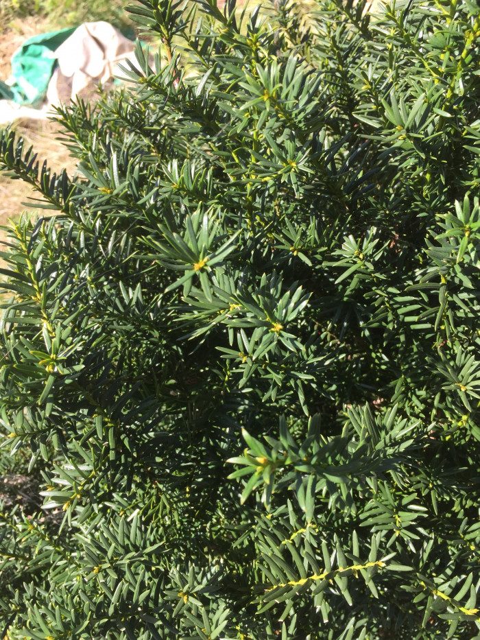 주목 - Taxus cuspidata Siebold & Zucc.