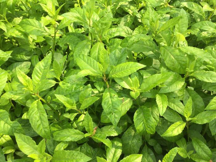명월초 - Sambung Nyawa, Gynura Procumbens Back