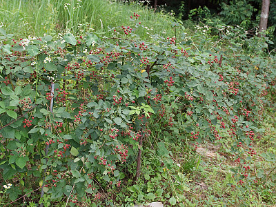 복분자딸기 사진 - Rubus coreanus Photos