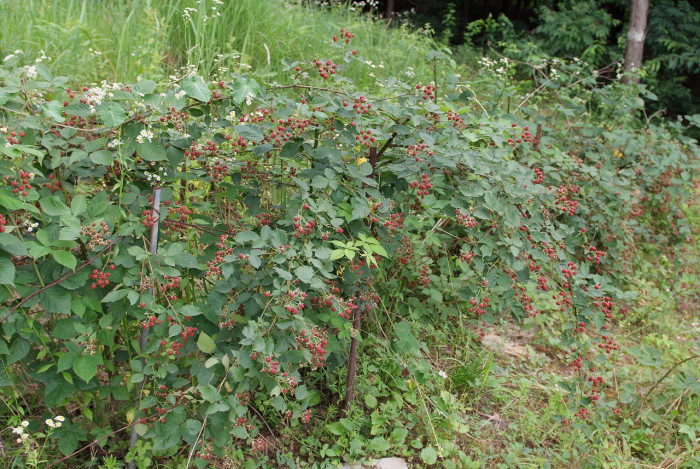 복분자딸기 - Rubus coreanus