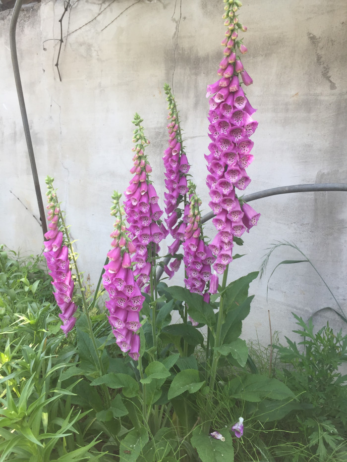 디기탈리스 - Digitalis, Digitalis purpurea L.