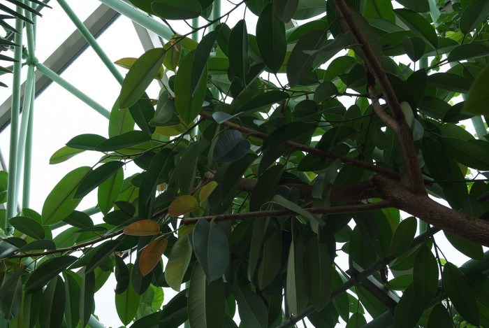 데코라고무나무 - Decora Rubber plant, Wideleaf Rubber plant, Ficus elastica var. decora