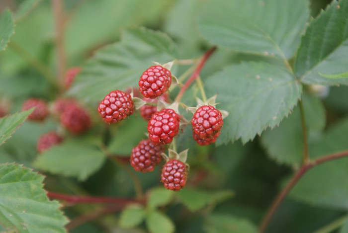복분자딸기 - Rubus coreanus