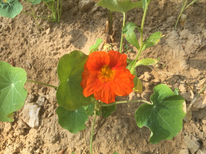 한련 - Garden nasturtium, Tropaeolum majus L.