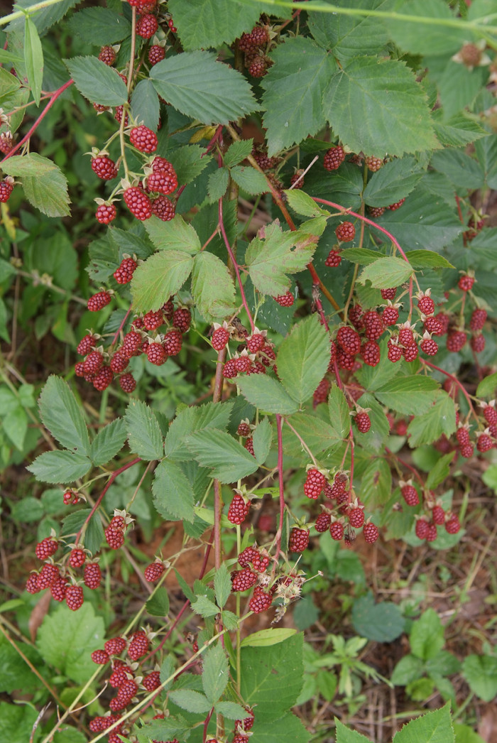 복분자딸기 - Rubus coreanus