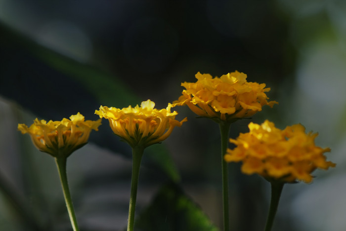 란타나 - Spanish Flag, West Indian Lantana, Lantana camara