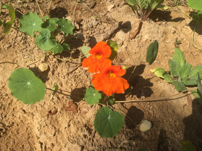 한련 - Garden nasturtium, Tropaeolum majus L.