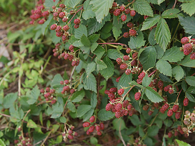 복분자딸기 사진 - Rubus coreanus Photos