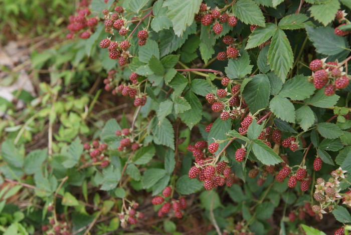 복분자딸기 - Rubus coreanus