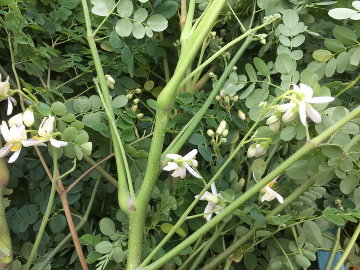 모링가 - Moringa, drumstick tree, Moringa oleifera