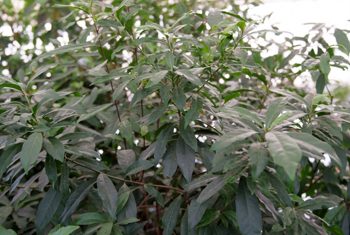 담팔수 - Elaeocarpus sylvestris var. ellipticus (Thunb.) H.Hara