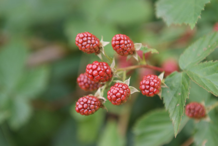 복분자딸기 - Rubus coreanus
