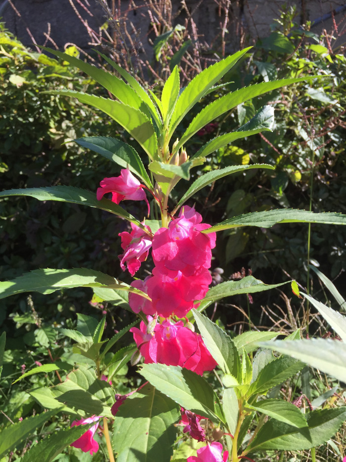 봉선화 - Balsam, Impatiens balsamina L.