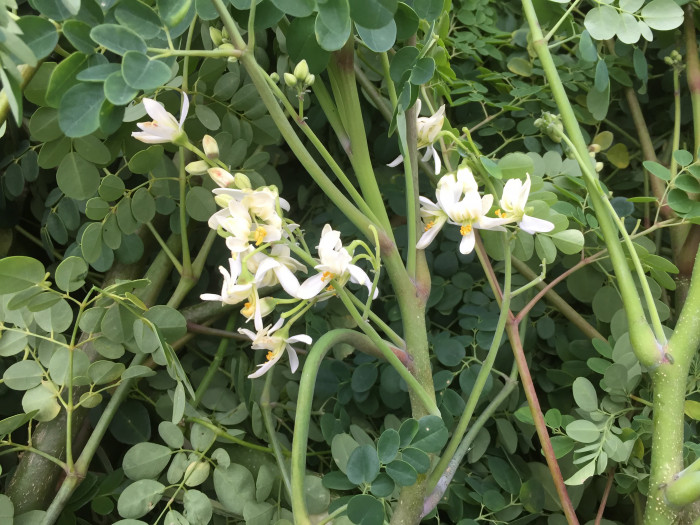 모링가 - Moringa, drumstick tree, Moringa oleifera