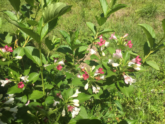 병꽃나무 - Weigela subsessilis
