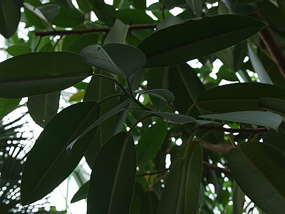 데코라고무나무 사진 - Ficus elastica var. decora Photos