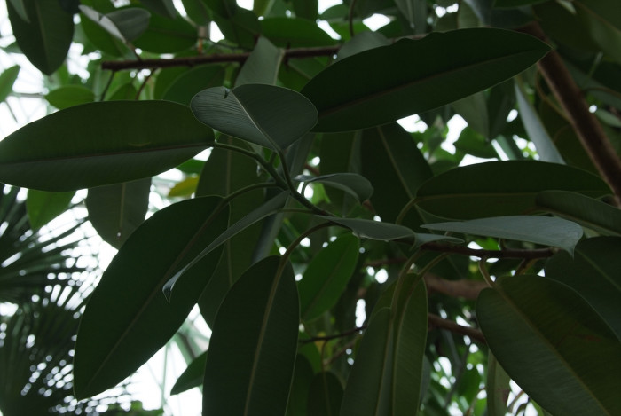 데코라고무나무 - Decora Rubber plant, Wideleaf Rubber plant, Ficus elastica var. decora