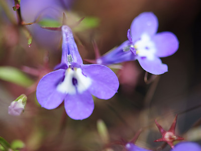 로벨리아 사진 - Lobelia erinus Photos