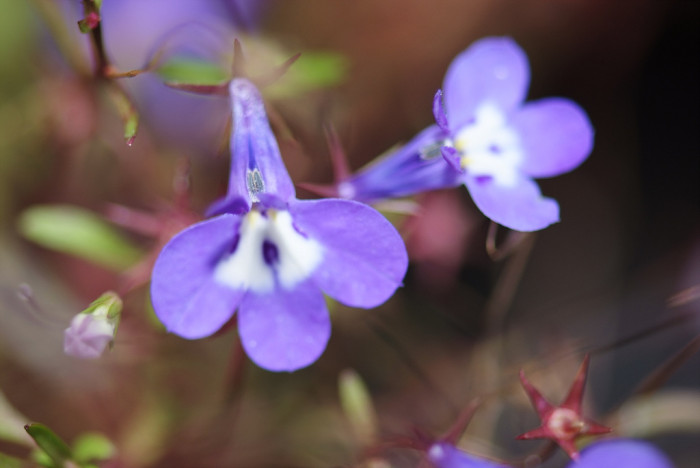 로벨리아 - lobelia, Lobelia erinus