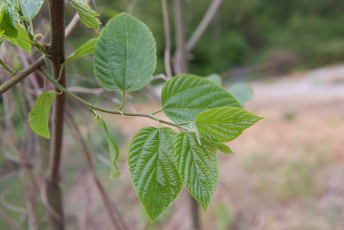 헛개나무 - Hovenia dulcis Thunb. ex Murray