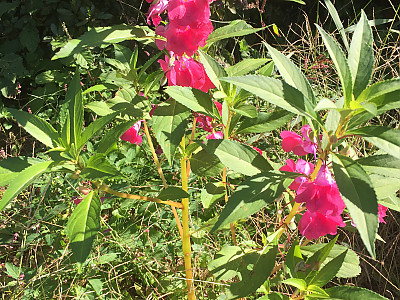 봉선화 사진 - Impatiens balsamina L. Photos