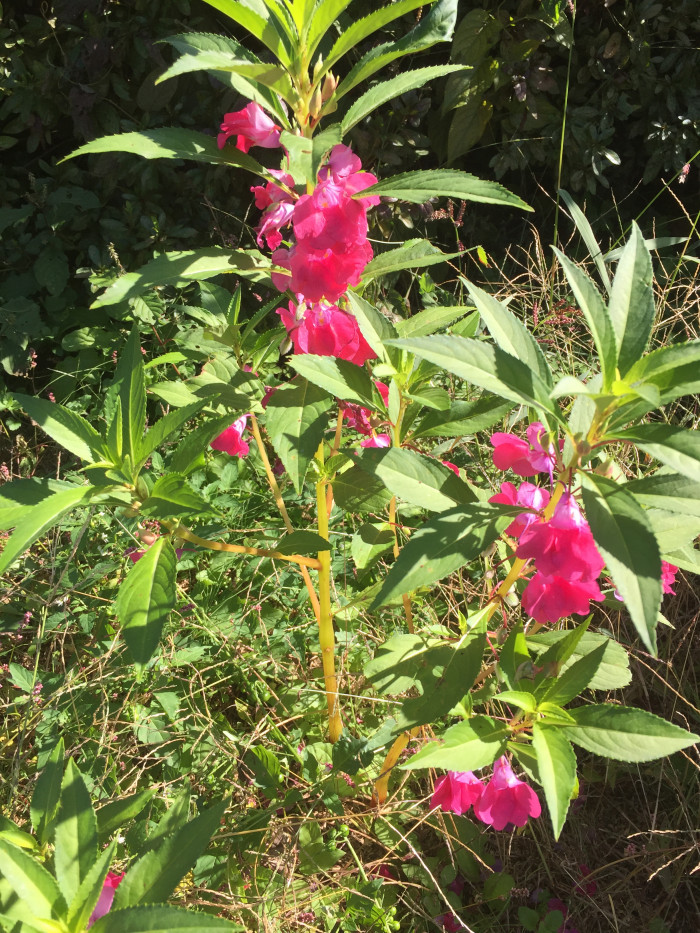 봉선화 - Balsam, Impatiens balsamina L.