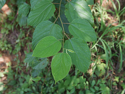 헛개나무 사진 - Hovenia dulcis Thunb. ex Murray Photos