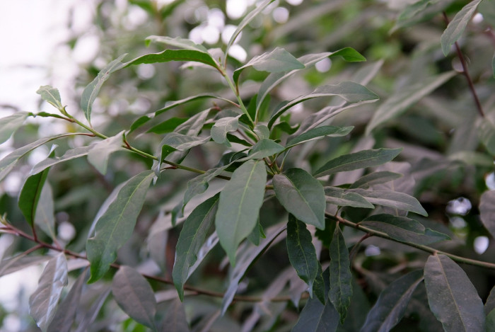 담팔수 - Elaeocarpus sylvestris var. ellipticus (Thunb.) H.Hara