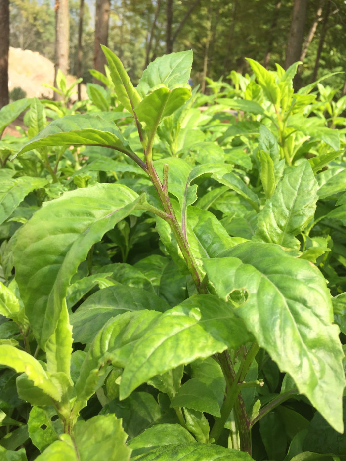 명월초 - Sambung Nyawa, Gynura Procumbens Back