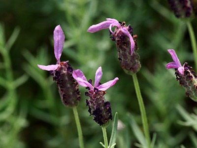 프린지드 라벤더 사진 - Lavandula dentata Photos