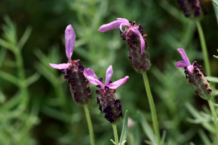 프린지드 라벤더 - Fringed Lavender, Lavandula dentata