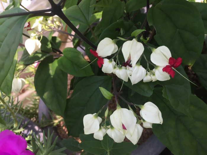 클레로덴드럼 톰소니에 - Bleeding-heart vine, Clerodendrum Thomsoniae