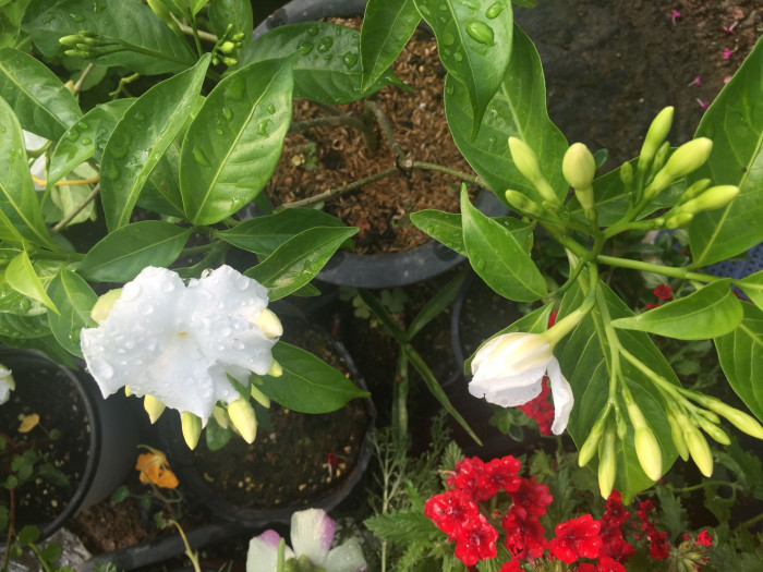 크레이프 자스민 - Crape Jasmine, Tabernaemontana divaricata