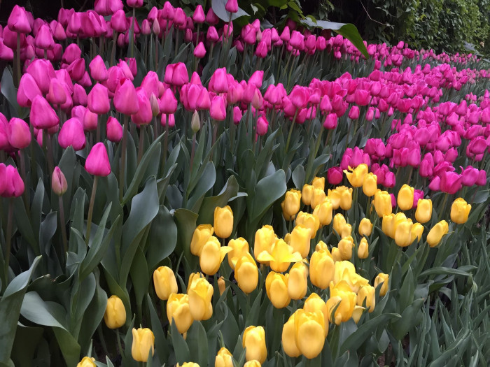 튤립 - Tulip, Tulipa gesneriana