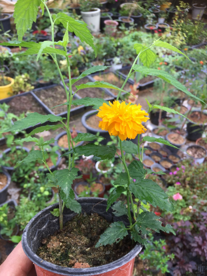 죽단화 - Kerria japonica for. pleniflora (Witte) Rehder