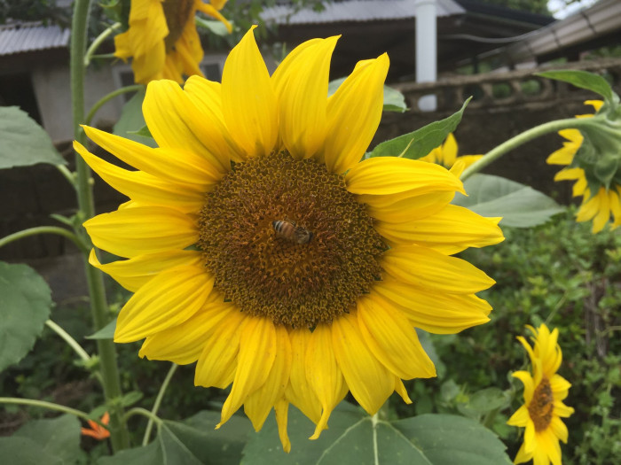 해바라기 - Sunflower, Helianthus annuus