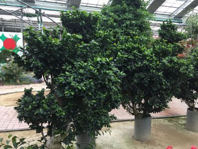 인삼벤자민 사진 - Ficus benjamina Photos