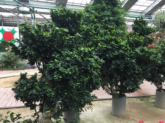 인삼벤자민 - Weeping fig, Ficus benjamina