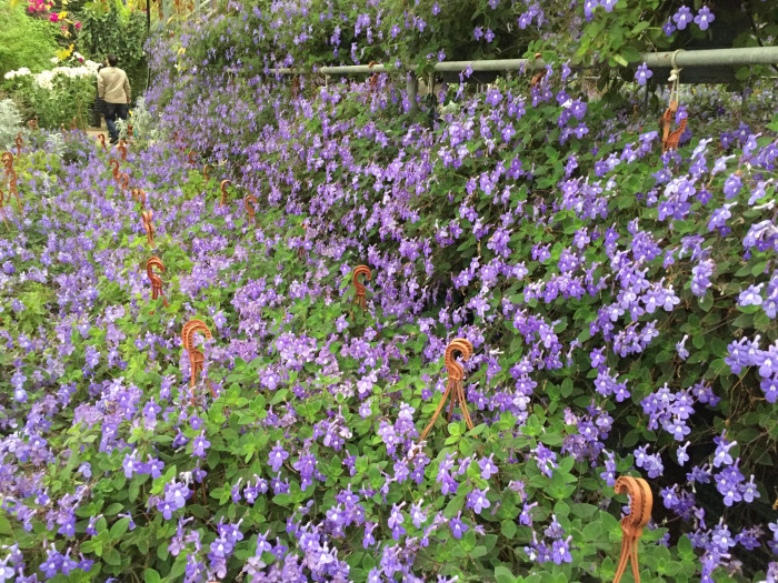 삭소름 - Violeta Pendente, Streptocarpus saxorum