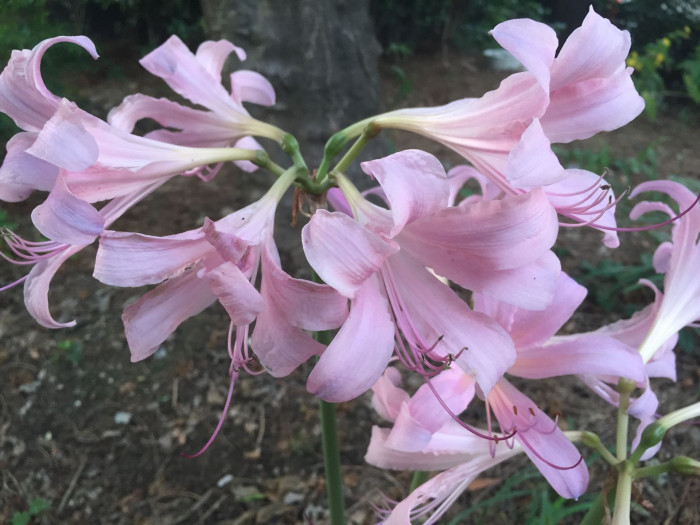 상사화 - Lycoris squamigera Max. 