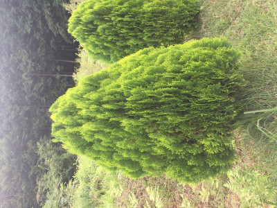 측백나무 사진 - Thuja orientalis L. Photos
