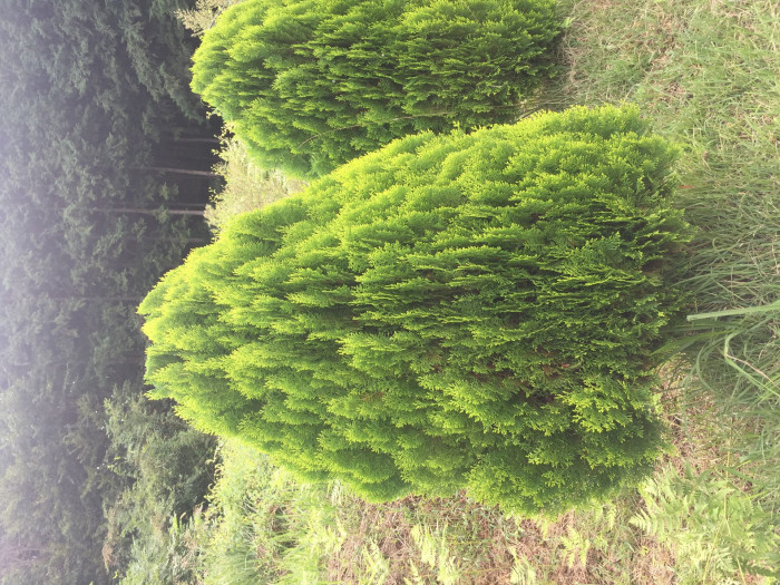 측백나무 - Chinese Arborvitae, Thuja orientalis L.
